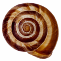 Logo nevertebrate.ro